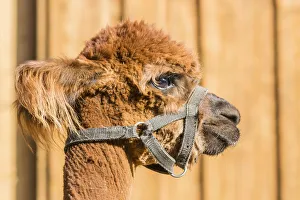 Images Dated 30th March 2014: Alpaca -Vicugna pacos-, female, Tyrol, Austria