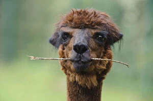 Alpaca -Vicugna pacos-, portrait, animal holding branch in its mouth, Jaderpark, Lower Saxony, Germany, Europe