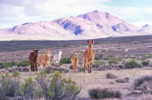 Art Wolfe Photography Prints: Alpacas (Lama paca)