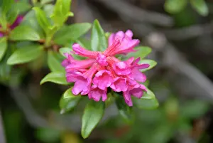Bavaria Prints: Alpenrose, snow-rose, or rusty-leaved alpenrose -Rhododendron ferrugineum