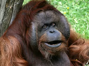 Images Dated 9th August 2016: Alpha Male Orangutan
