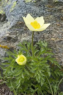 Tyrol Prints: Alpine Anemone or Sulphur Anemone -Pulsatilla alpina ssp