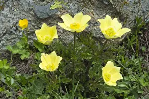 Five Objects Prints: Alpine Anemones or Sulphur Anemones -Pulsatilla alpina ssp