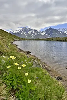 Eastern Alps Prints: Alpine Anemones or Sulphur Anemones -Pulsatilla alpina ssp