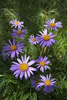 Images Dated 19th July 2009: Alpine Aster -Aster alpinus-, Passo di Costalunga, South Tyrol, Italy, Europe
