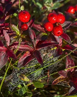 Images Dated 5th September 2012: Alpine Bearberry -Arctostaphylos alpinus-, colored leaves and berries in autumn, ?Troms, Norway