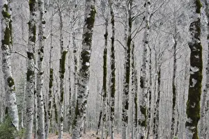 Birch Tree Prints: Alpine birch forest in spring