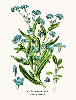 Alpine forget-me-not