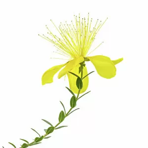 Flower Art Collection: Alpine Hypericum Olympicum