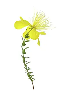 Prints of Striking bright yellow flower of the alpine plant Hypericum Olympicum isolated against a white background Transform Your Space: Alpine Hypericum Olympicum