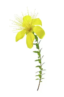 Prints of Striking bright yellow flower of the alpine plant Hypericum Olympicum isolated against a white background Transform Your Space: Alpine Hypericum Olympicum