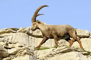 Alpine ibex (Capra ibex)