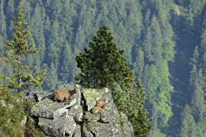 Alpine Ibex -Capra ibex-, adult and two young animals lying on rock slab, Bernese Oberland, Canton of Bern, Switzerland