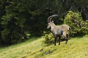 Images Dated 24th August 2014: Alpine ibex -Capra ibex-, Bernese Oberland, Switzerland