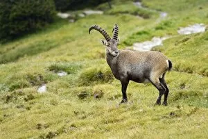 Images Dated 24th August 2014: Alpine ibex -Capra ibex-, Bernese Oberland, Switzerland