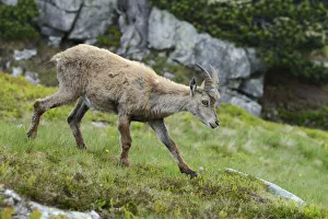 Images Dated 7th July 2013: Alpine Ibex -Capra ibex-, Bernese Oberland, Canton of Bern, Switzerland