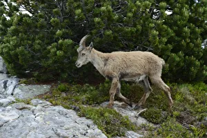 Images Dated 7th July 2013: Alpine Ibex -Capra ibex-, Bernese Oberland, Canton of Bern, Switzerland