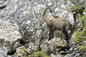 Images Dated 7th July 2013: Alpine Ibex -Capra ibex-, Bernese Oberland, Canton of Bern, Switzerland