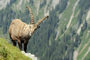 Images Dated 7th July 2013: Alpine Ibex -Capra ibex-, Bernese Oberland, Canton of Bern, Switzerland