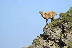 Images Dated 7th July 2013: Alpine Ibex -Capra ibex-, Bernese Oberland, Canton of Bern, Switzerland