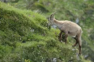 Alpine Ibex -Capra ibex- feeding, Bernese Oberland, Canton of Bern, Switzerland