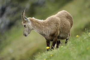 Images Dated 12th June 2011: Alpine Ibex -Capra ibex-, female, standing in meadow, Niederhorn, Bernese Oberland, Switzerland