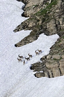 Bovid Gallery: Alpine ibex (Capra ibex), group standing in a snow field, Toggenburg, Canton St