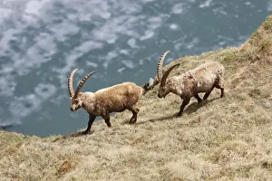 Alpine Ibex -Capra ibex-, High Tauern National Park, Heiligenblut, Carinthia, Austria