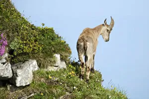 Alpine Ibex -Capra ibex- looking down slope, Bernese Oberland, Canton of Bern, Switzerland