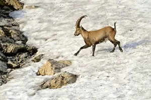 Bovid Gallery: Alpine ibex (Capra ibex), running over a snow field