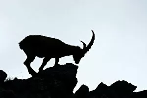 Images Dated 7th July 2013: Alpine Ibex -Capra ibex-, silhouette, Bernese Oberland, Canton of Bern, Switzerland
