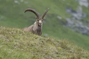 Images Dated 23rd July 2014: Alpine ibex -Capra ibex- standing on an alpine meadow, High Tauern National Park, Carinthia, Austria
