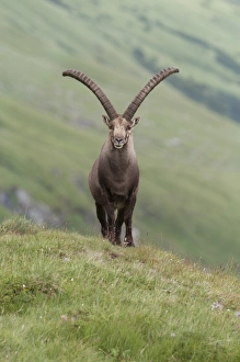 Alpine ibex -Capra ibex- standing on an alpine meadow, High Tauern National Park, Carinthia, Austria Images Dated 23rd July 2014: Alpine ibex -Capra ibex- standing on an alpine meadow, High Tauern National Park, Carinthia, Austria