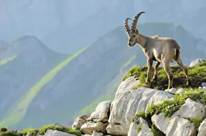 Chains Collection: Alpine ibex (Capra ibex), standing on rock ledge