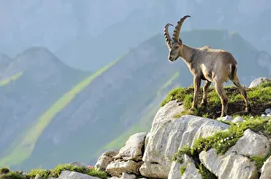 Chains Collection: Alpine ibex (Capra ibex), standing on rock ledge