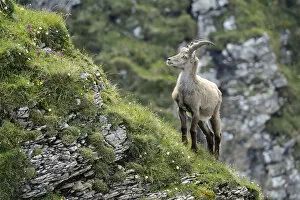 Images Dated 7th July 2013: Alpine Ibex -Capra ibex- standing on steep terrain, Bernese Oberland, Canton of Bern, Switzerland