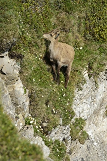 Images Dated 7th July 2013: Alpine Ibex -Capra ibex- in steep terrain, Bernese Oberland, Canton of Bern, Switzerland