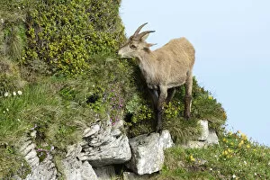 Images Dated 7th July 2013: Alpine Ibex -Capra ibex- in steep terrain, Bernese Oberland, Canton of Bern, Switzerland