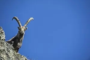 Images Dated 23rd July 2012: Alpine Ibex -Capra ibex-, Stelvio National Park, Italy