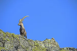 Images Dated 23rd July 2012: Alpine Ibex -Capra ibex-, Stelvio National Park, Italy