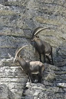 Alpine ibex (Capra ibex), Toggenburg, Canton St. Gallen, Switzerland, Europe