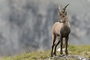 Alpine ibex -Capra ibex-, young standing on an alpine meadow, High Tauern National Park, Carinthia, Austria