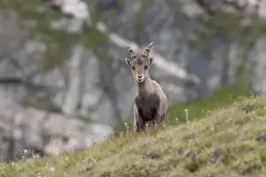 Alpine ibex -Capra ibex-, young standing on an alpine meadow, High Tauern National Park, Carinthia, Austria