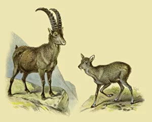 Images Dated 10th July 2016: Alpine ibex goat and musk deer 1888