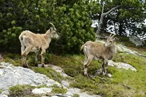 Two Alpine Ibexes -Capra ibex- during change of coat, Bernese Oberland, Canton of Bern, Switzerland