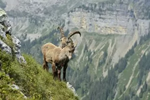 Two Alpine Ibexes -Capra ibex- in steep terrain, Bernese Oberland, Canton of Bern, Switzerland