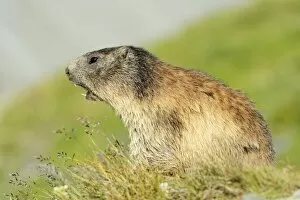 Images Dated 26th July 2013: Alpine Marmot -Marmota marmota-, whistling warning call, Grossglockner, Hohe Tauern National Park