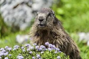 Images Dated 16th June 2013: Alpine Marmot -Marmota marmota-, State Land Salzburg, Austria