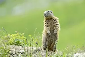 Images Dated 2nd August 2012: Alpine Marmot -Marmota marmota-, standing on its hind legs and observing its surroundings