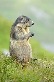 Images Dated 28th July 2013: Alpine Marmot -Marmota marmota-, Grossglockner, Hohe Tauern National Park, Tyrol, Austria